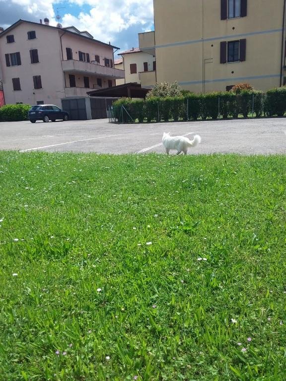 appartamento in vendita a Castel Bolognese