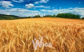 terreno agricolo in vendita a Cervia in zona Terme