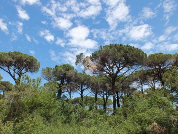 casa indipendente in vendita a Cervia in zona Milano Marittima