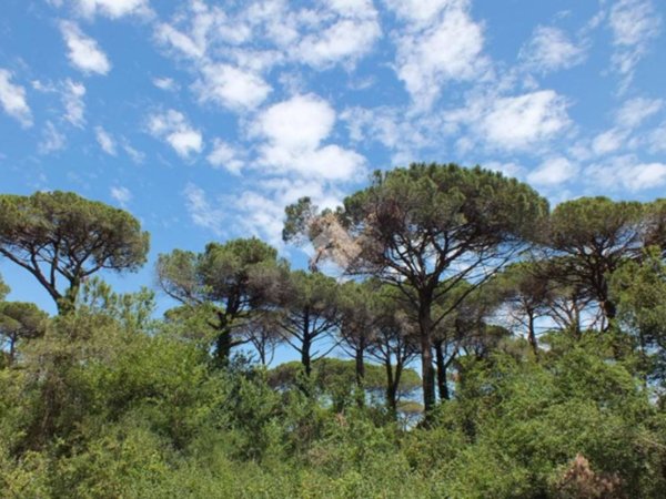 casa indipendente in vendita a Cervia in zona Milano Marittima