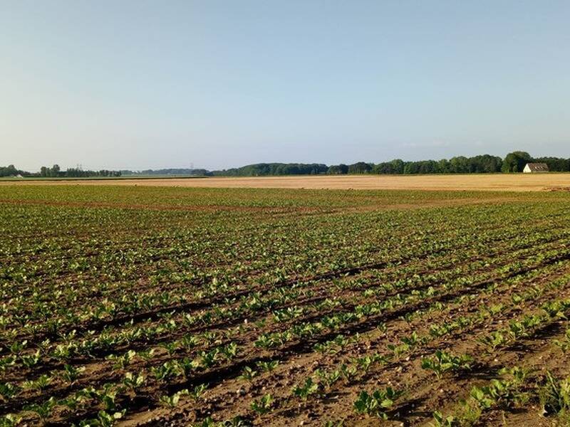 terreno agricolo in vendita a Cervia