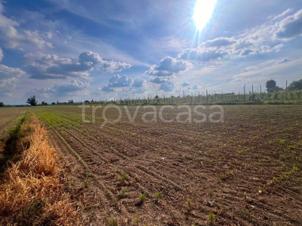terreno agricolo in vendita a Conselice