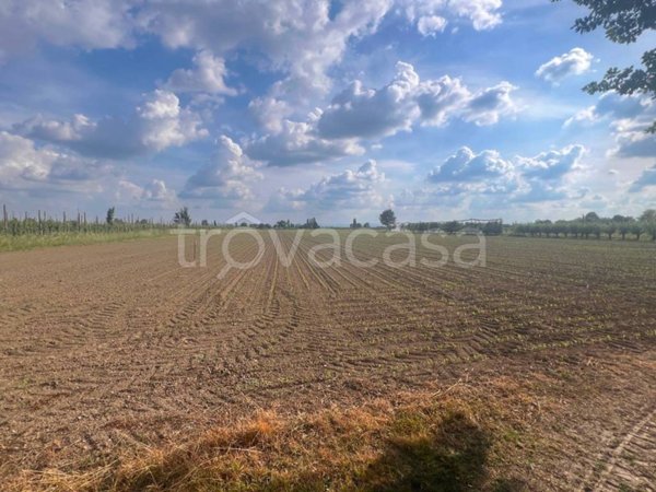 terreno agricolo in vendita a Conselice