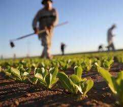terreno agricolo in vendita a Conselice