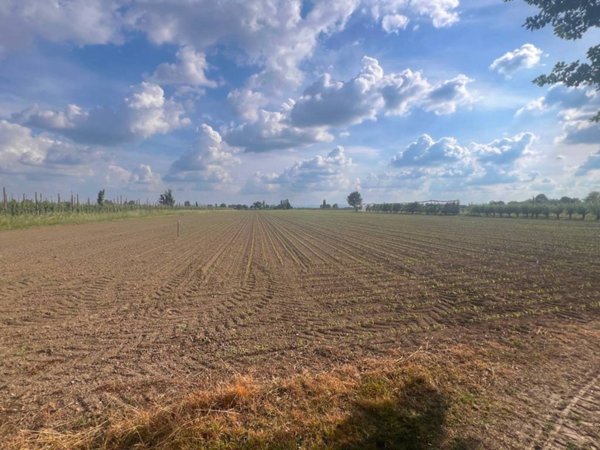 terreno agricolo in vendita a Conselice