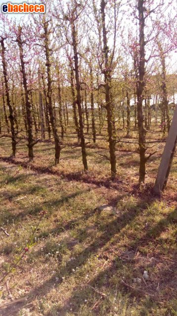terreno agricolo in vendita a Faenza