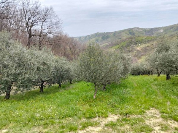 terreno agricolo in vendita a Faenza