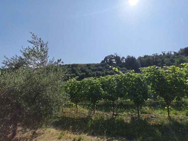 terreno agricolo in vendita a Faenza in zona Santa Lucia
