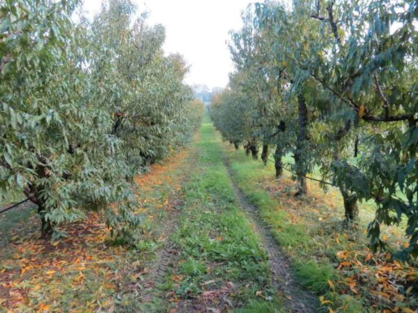 casa indipendente in vendita a Faenza in zona Santa Lucia