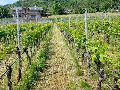 azienda agricola in vendita a Faenza