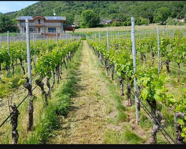 azienda agricola in vendita a Faenza