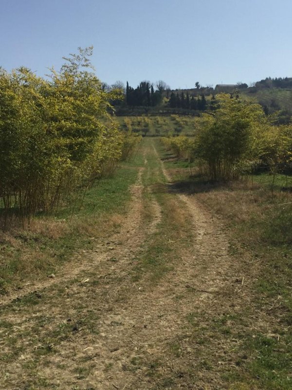 azienda agricola in vendita a Faenza in zona Pieve Ponte