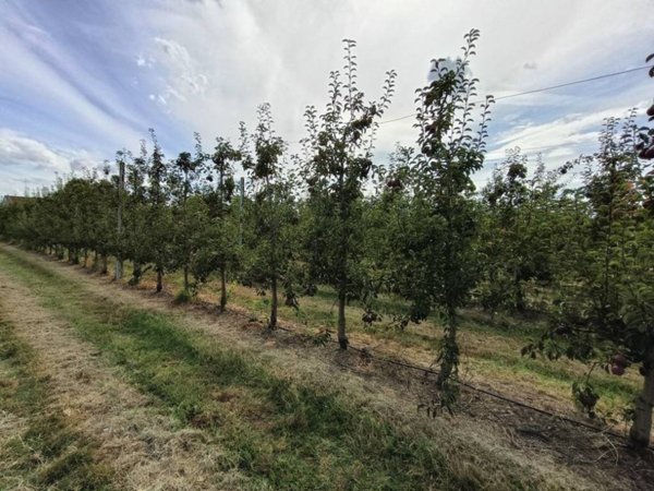terreno agricolo in vendita a Lugo in zona Ciribella