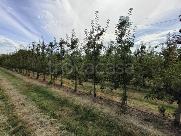 terreno agricolo in vendita a Lugo in zona Ciribella