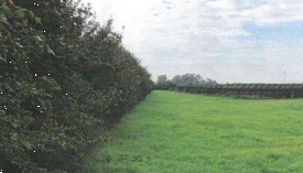 terreno agricolo in vendita a Lugo
