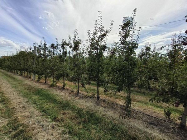 terreno agricolo in vendita a Lugo in zona Ciribella