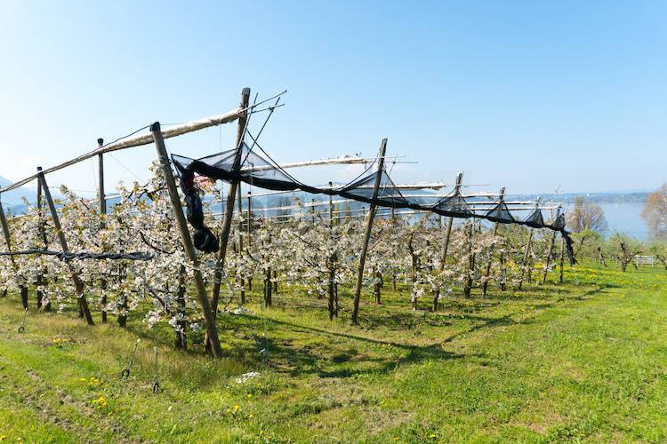 azienda agricola in vendita a Lugo