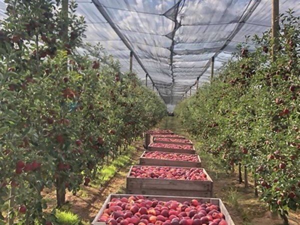 immagine annuncio 0 di 1