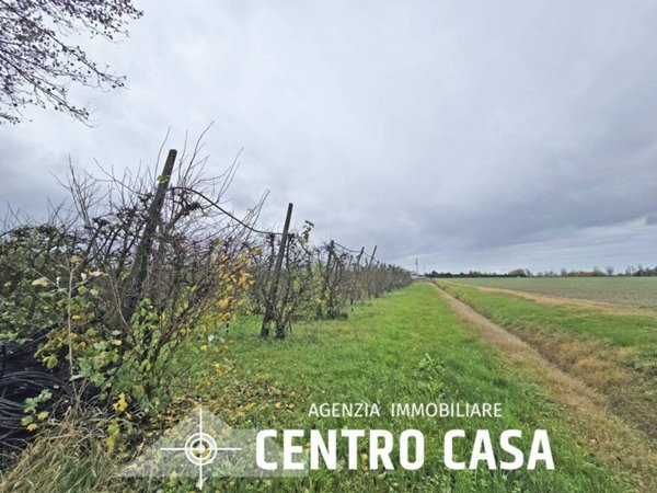 terreno agricolo in vendita a Massa Lombarda