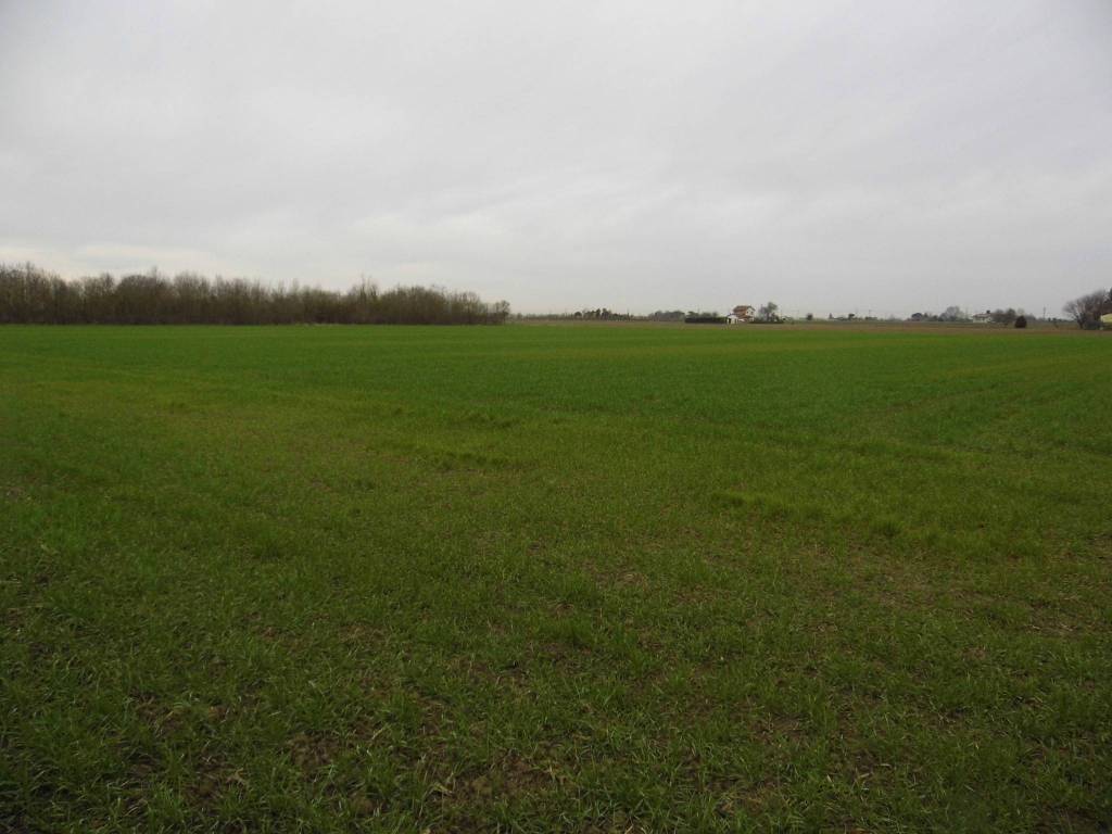terreno agricolo in vendita a Ravenna in zona Mezzano
