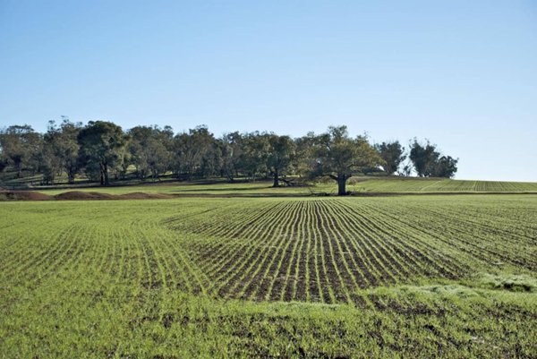terreno agricolo in vendita a Ravenna in zona San Pietro in Vincoli