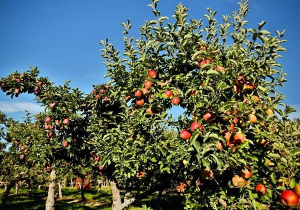 terreno agricolo in vendita a Ravenna in zona San Romualdo
