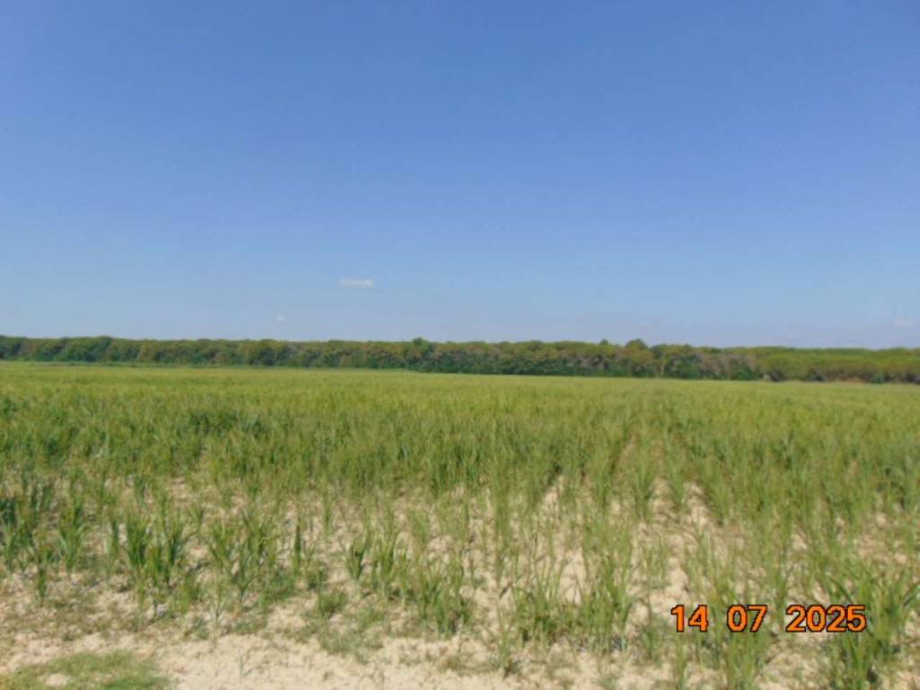 terreno agricolo in vendita a Ravenna in zona Casal Borsetti