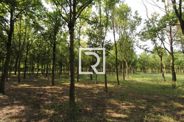 terreno agricolo in vendita a Ravenna in zona Madonna dell'Albero
