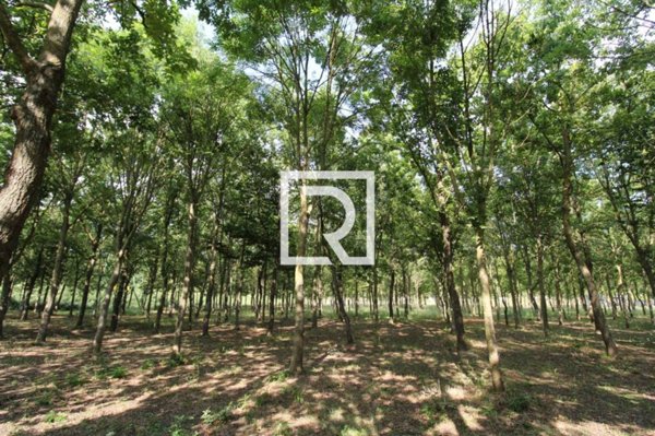 terreno agricolo in vendita a Ravenna in zona Ponte Nuovo