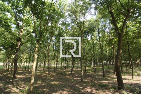 terreno agricolo in vendita a Ravenna in zona Madonna dell'Albero