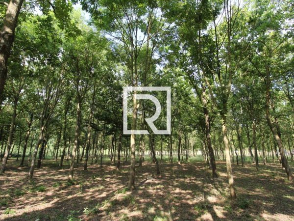 terreno agricolo in vendita a Ravenna in zona Classe