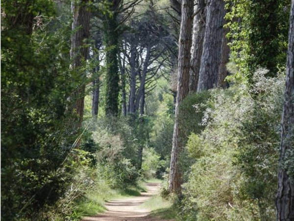 terreno agricolo in vendita a Ravenna in zona Lido di Classe
