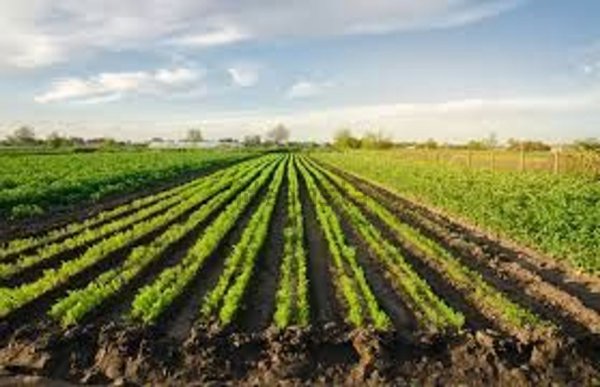 terreno edificabile in vendita a Ravenna