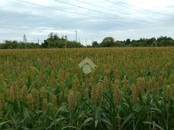 terreno agricolo in vendita a Ravenna in zona Mezzano