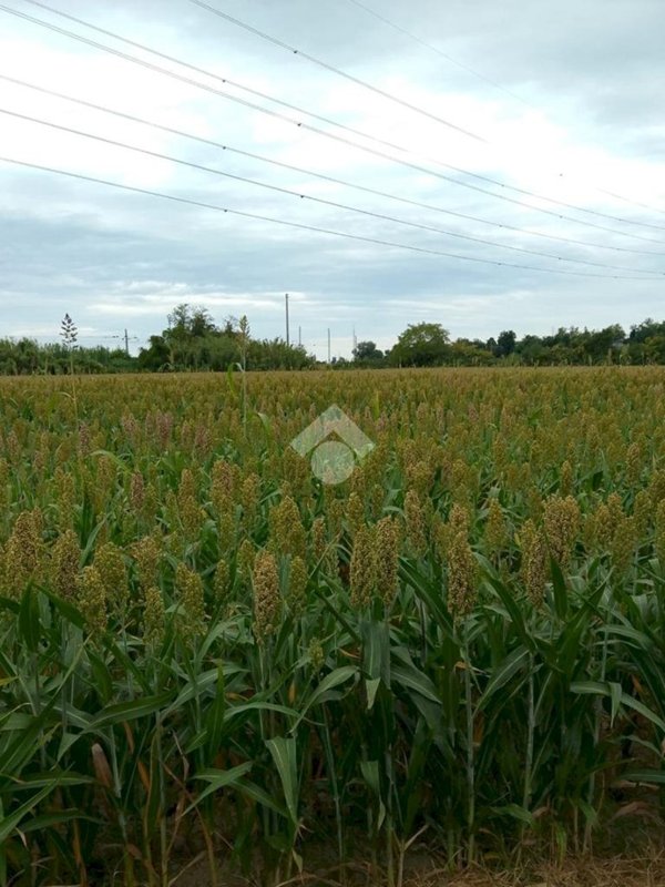terreno agricolo in vendita a Ravenna