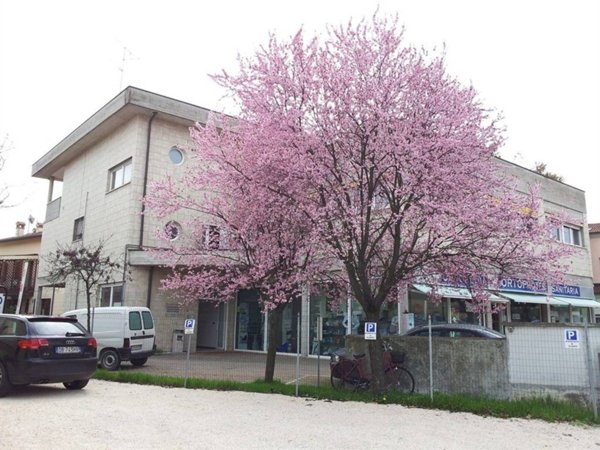 appartamento in vendita a Ravenna in zona Borgo Montone