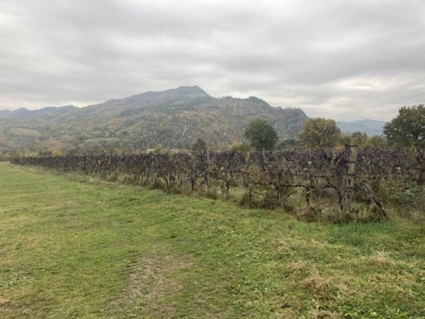 terreno agricolo in vendita a Riolo Terme