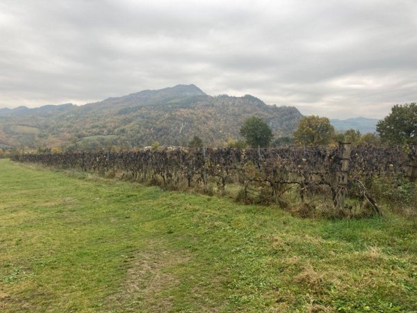 terreno agricolo in vendita a Riolo Terme