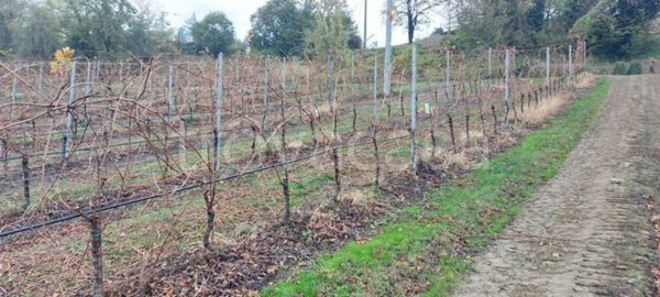 azienda agricola in vendita a Riolo Terme