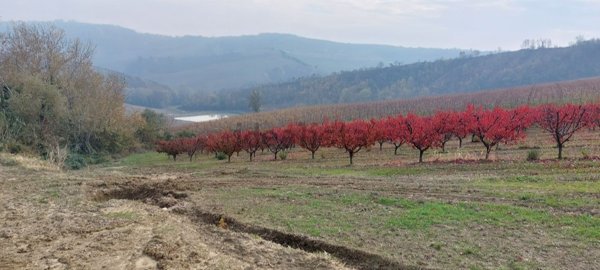 terreno in vendita a Riolo Terme in zona Borgo Rivola