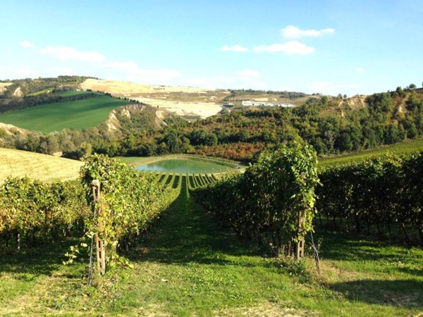 terreno agricolo in vendita a Riolo Terme in zona Borgo Rivola