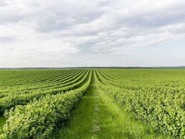 terreno agricolo in vendita a Russi