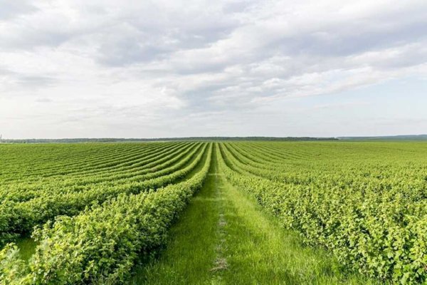 terreno agricolo in vendita a Russi