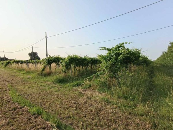 terreno agricolo in vendita a Solarolo