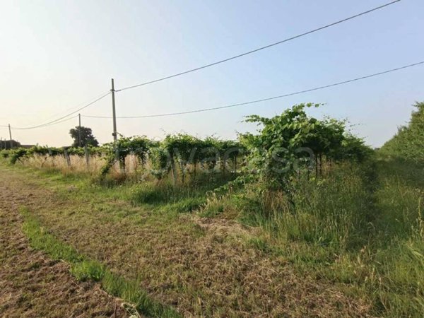 terreno agricolo in vendita a Solarolo