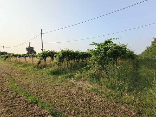 terreno agricolo in vendita a Solarolo