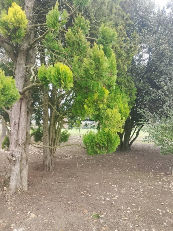 casa indipendente in vendita a Solarolo