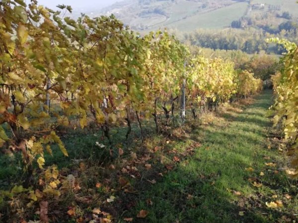 terreno agricolo in vendita a Bertinoro in zona Fratta Terme