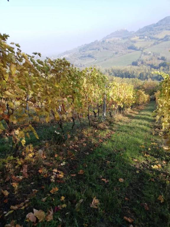 terreno agricolo in vendita a Bertinoro in zona Polenta