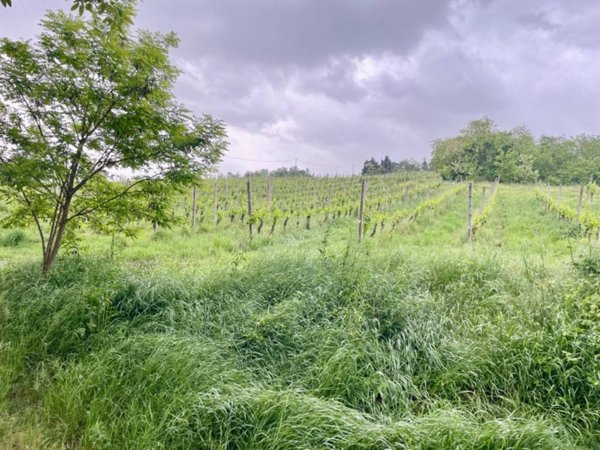 terreno agricolo in vendita a Bertinoro in zona Fratta Terme
